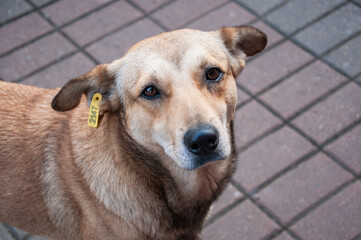 Street dog. Portrait of a dog with a chip in his ear.