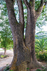 the biggest tree in the forest with a greenery view