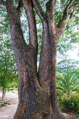 the biggest tree in the forest with a greenery view