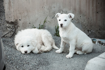 Two cute puppies. White homeless puppies. Sad dogs.