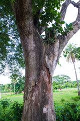 the biggest tree in the forest with a greenery view