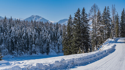 A road trampled in snow climbs a hill. Snowdrifts on the roadsides. The coniferous trees of the taiga are covered with hoarfrost. Mountain peaks against a clear blue sky. Altai