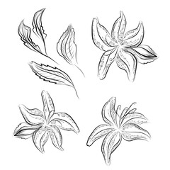 Vector lilly set. Black and white with line art on white backgrounds.
