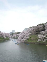 Fototapeta na wymiar 千鳥ヶ淵の桜風景