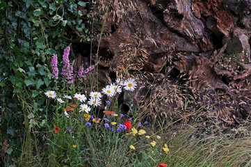 flowers in a corner of a cottage garden including daisies, poppies and cornflowers