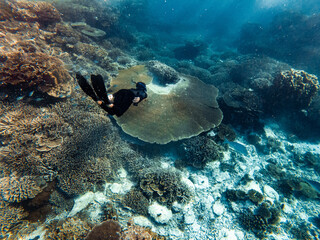 Snorkeling coral reef / Great Barrier Reef © Lily