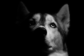 husky portrait
