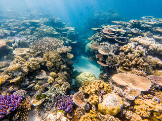 Naklejka na ściany i meble Healthy coral reef - The Great Barrier Reef.