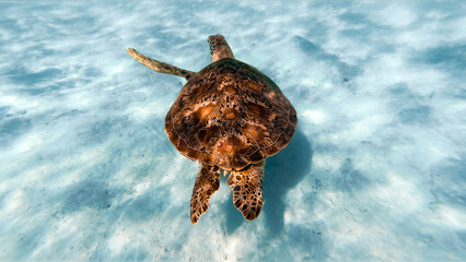 3 flippered turtle - lucky turtle! Swimming in crystal clear water. 