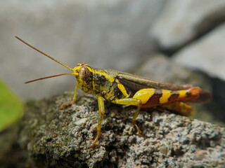 Chortoicetes terminifera (Australian grasshopper) with yellow color on the rock, macro photography