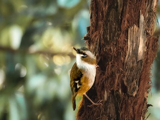 Grey-headed robin on a tree
