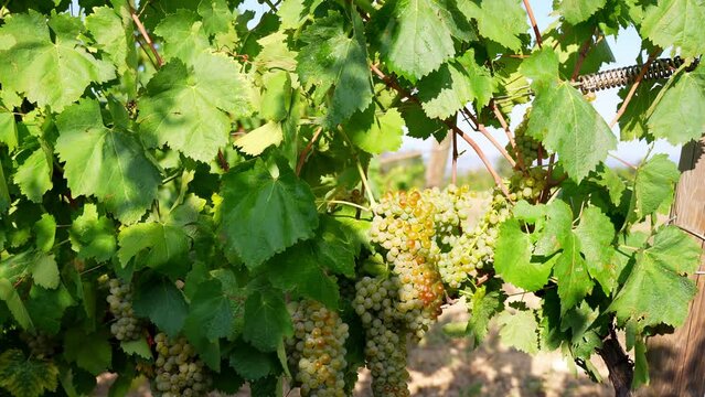 Dolly shot of a mature white grape cluster in a chardonnay vineyard.