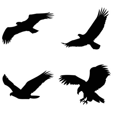 set of eagle