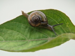 Snail on leaf in the morning with white background, macro photography