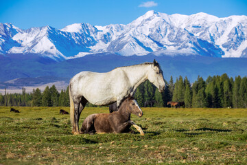 A horse with a foal on a plain in the highlands. Wild animals on free range in the highlands....