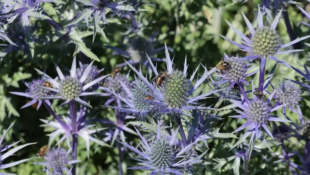 Bees over Eryngium Alpinum, the alpine sea holly, alpine eryngo or queen of the Alps an herbaceous perennial plant in the family Apiaceae