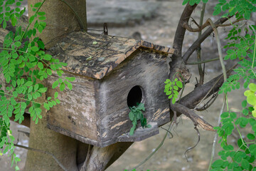 A wooden birdhouse for conserving small birds in crowded cities.