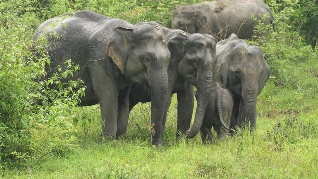 Asian Elephants forging in the forests of India
