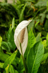 Spathiphyllum variegated Dominoes. Home plant