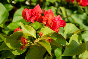 Bougainvillea flowers pink and purple.