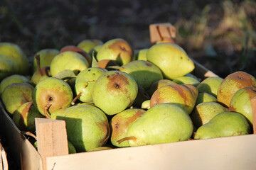 Williams Pears Fruit in Box