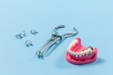 Layout of human jaw with rubber dam forceps