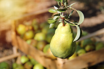 William Pear on Branch with Pears Blurry Background and Sunshine