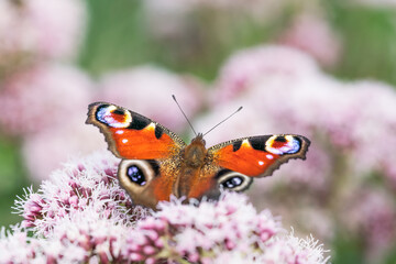 Close up of european peacock butterfly seen from the back sitting on pink flowers