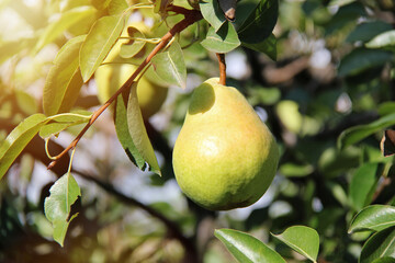 William Pear Hanging on Tree Branch