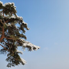 Tree with snow