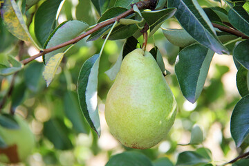 Green William Pear Fruit Hanging on Tree Branch