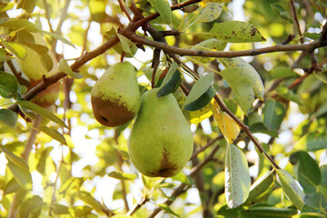 Natural William Pear Hanging on Tree Branch