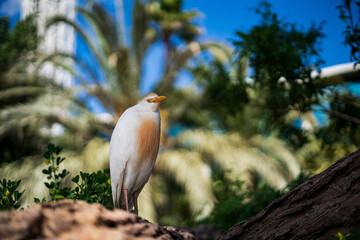 In the Oceanographic Reserve, detail of a heron on top of a wooden trunk. Photography made in Valencia, Spain.