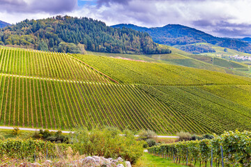 Vineyards near Kappelrodeck