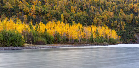 Autumn in Alaska: long exposure image of a river in the boreal forest in yellow autumn colors