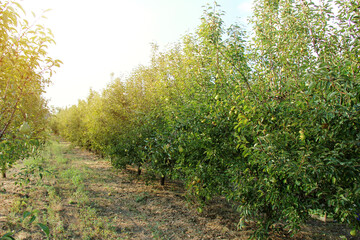 Fototapeta na wymiar Williams Pear Tree Orchard Landscape in Sunshine
