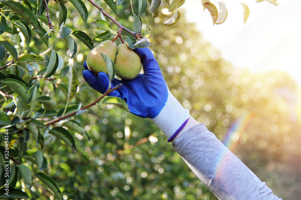 Wall mural William Pear Harvesting in Sunshine