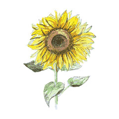Fototapeta premium Ukraine Sunflower watercolor