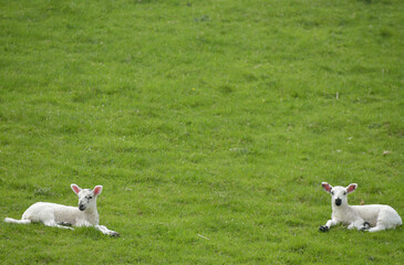 Sheep and lambs in Wharfedale near Grassington, Yorkshire Dales © davidyoung11111