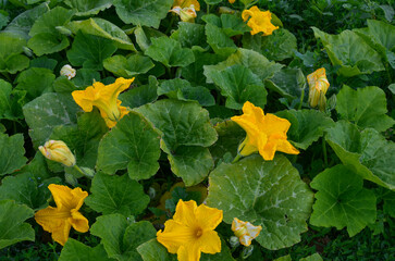 blooming pumpkin.yellow pumpkin flowers with green leaves.