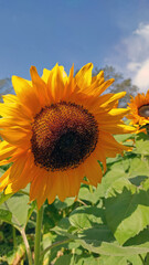 Obraz premium Field of bright yellow sunflowers (many flowers) against blurred trees