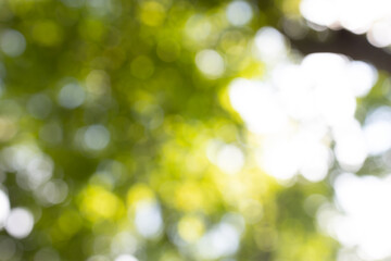 Obraz premium Nature blurred light abstract background. Natural outdoors bokeh background, Blurred forest background