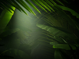 fragment view of nice mist  green tropical jungle