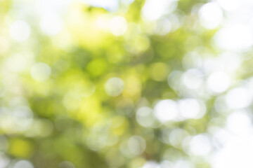 Nature blurred light abstract background. Natural outdoors bokeh background, Blurred forest background