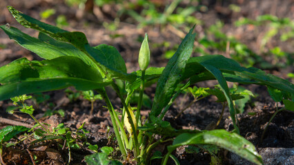 Bärlauch wild garlic