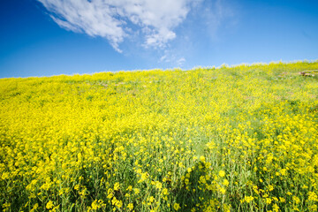 一面に広がる菜の花