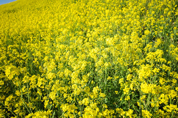 一面に広がる菜の花