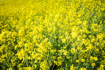 一面に広がる菜の花