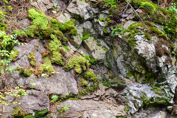 Wild plants on rock. Stone natural background.Scanty vegetation of highlands. Mountain flora.