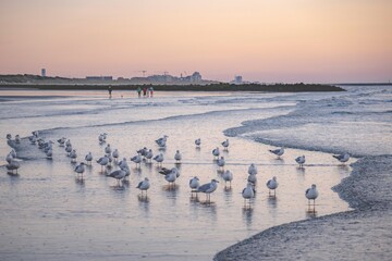 seagulls on the beach westende belgium